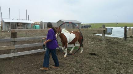 Horse Agility Hoop Jump Training Dream Maker