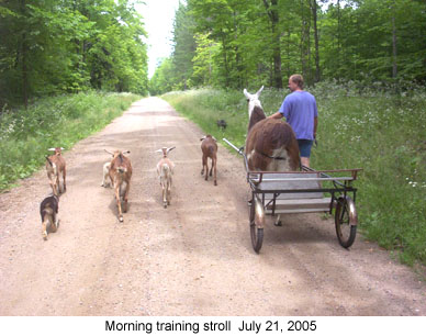 foxtraining 2005-07-21.jpg