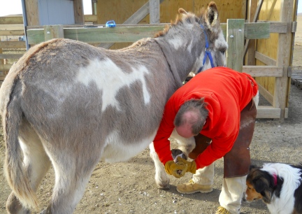 Deron Trimming Jasper's hooves for the first time