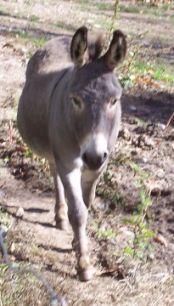 Cindy's donkey
