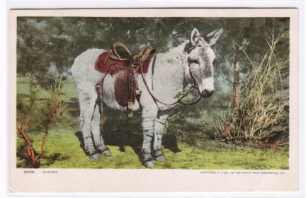 Old Post Card of Saddled Riding Donkey